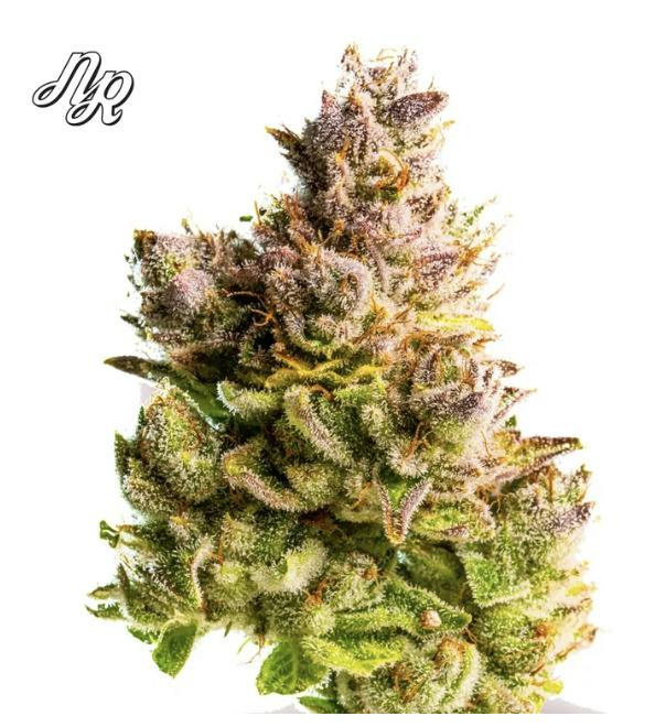 Glue-(H)-Bulk-Natty Rems