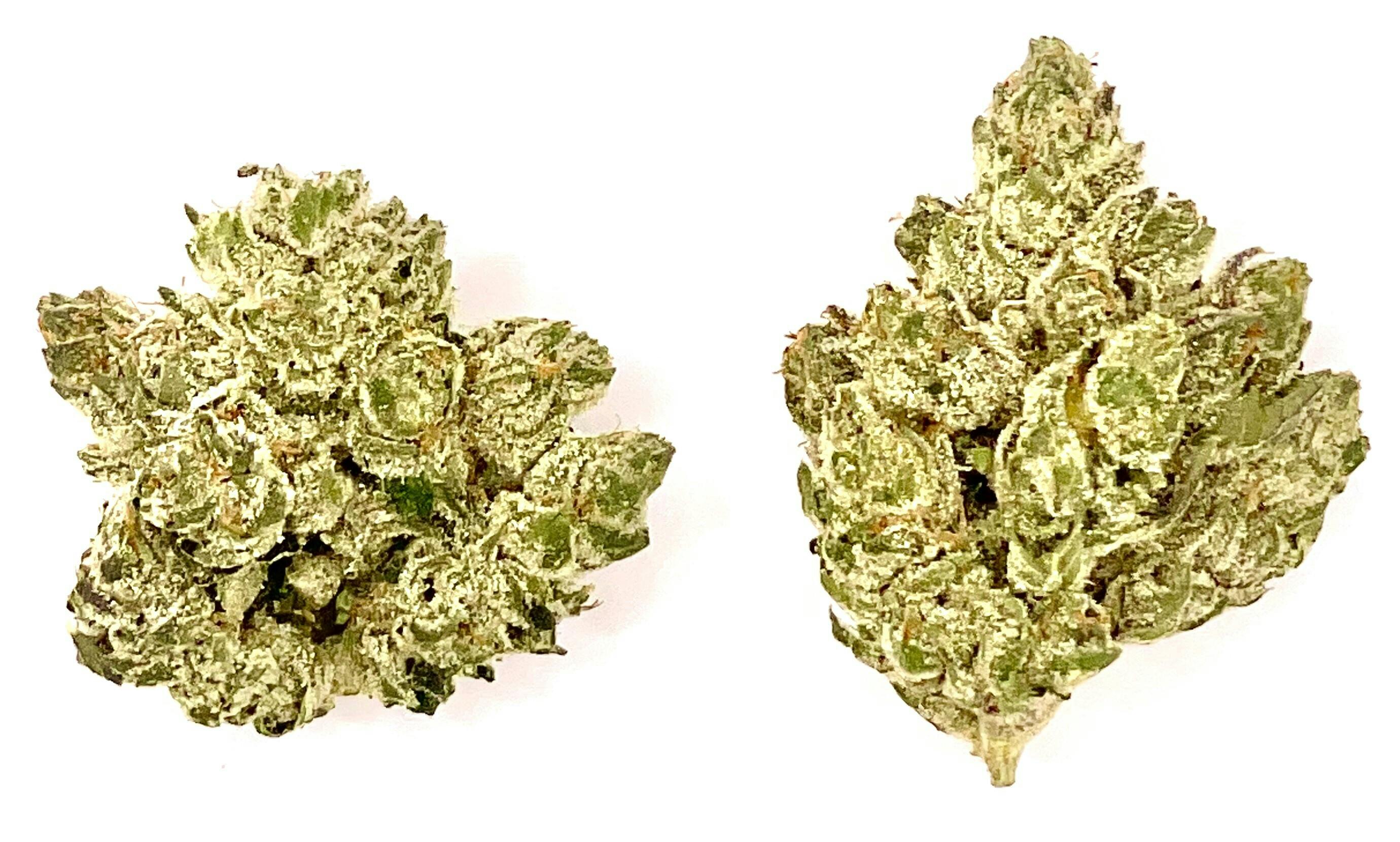 Buds | Phoenix