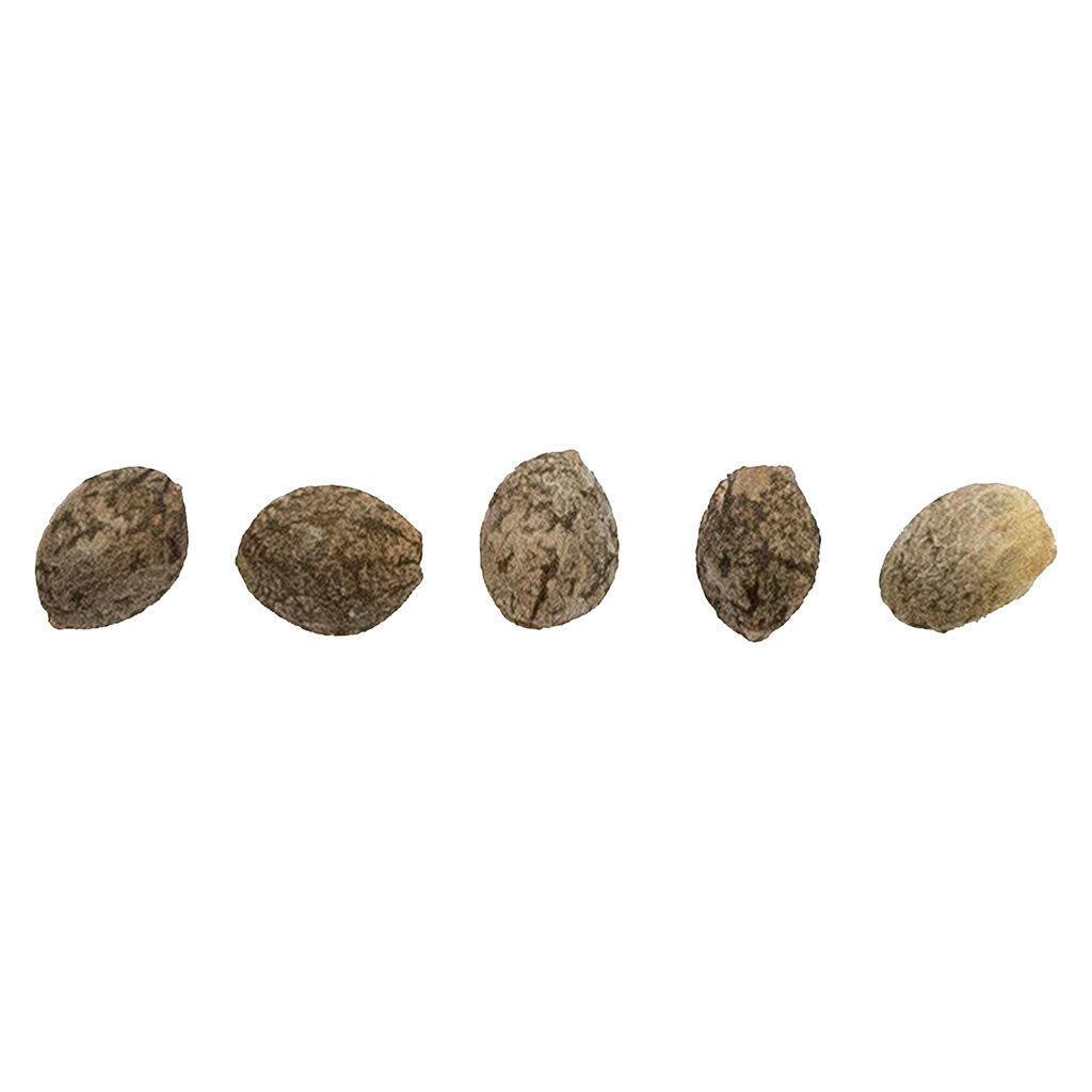 CBD Therapy Starter Seeds (Regular) 5 Pack Seeds