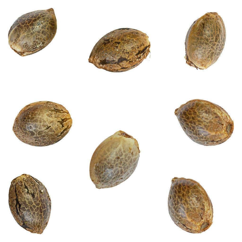 White Lights Seeds 8 Pack Seeds - green rose seeds