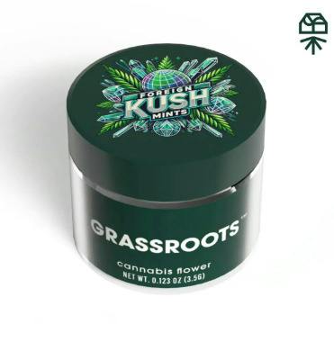 Genetics Foreign Kush Mints