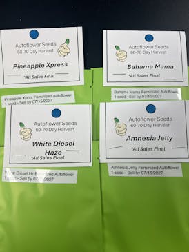 1 Amnesia Jelly Autoflower Seed