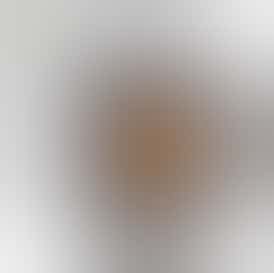 Amber Valley Sugar Mimosa 1 G