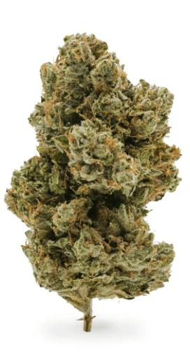 Blem - JETFUEL OG | 5-PACK PREROLL