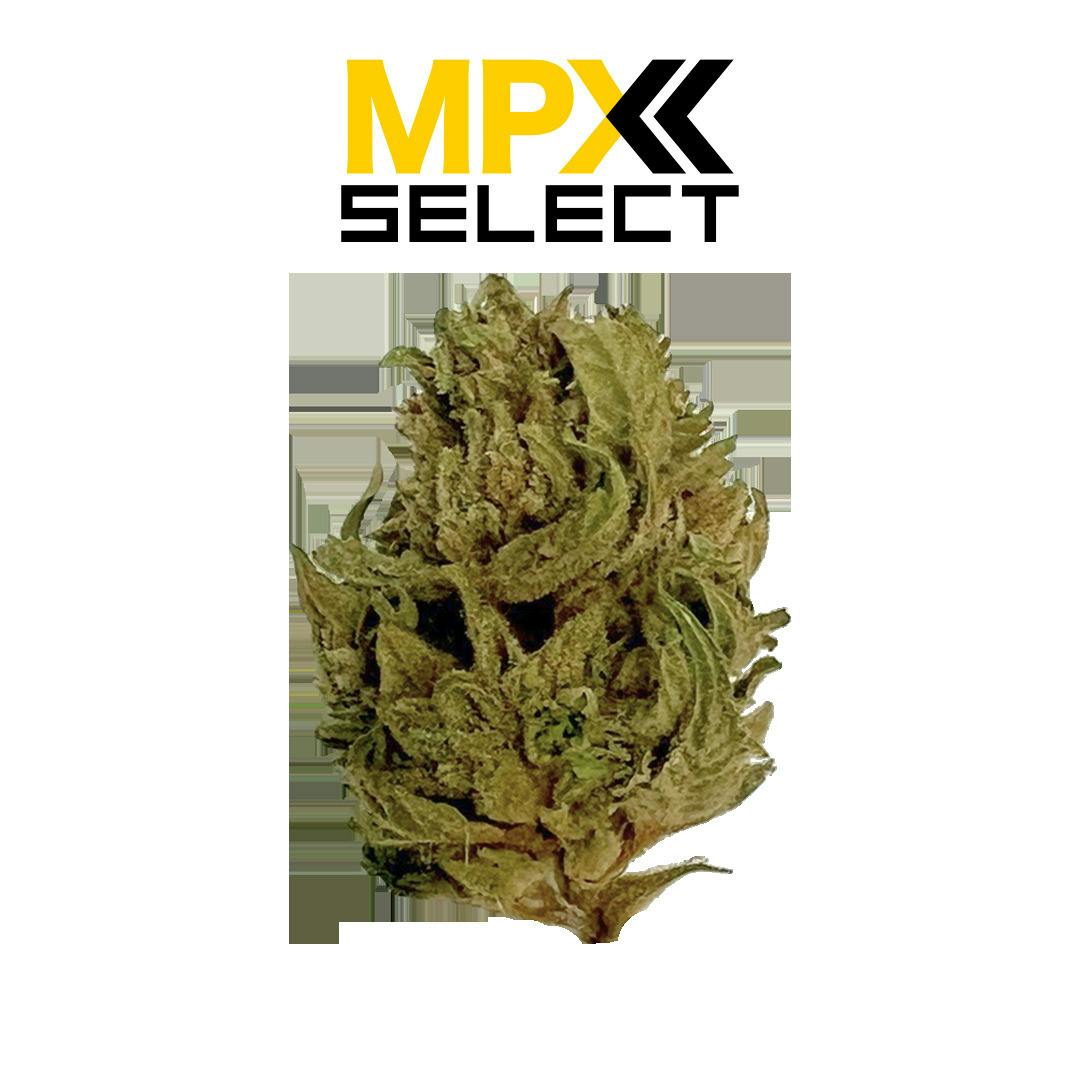 MPX White Gorilla Flower