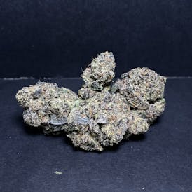 Black Petronus Bud