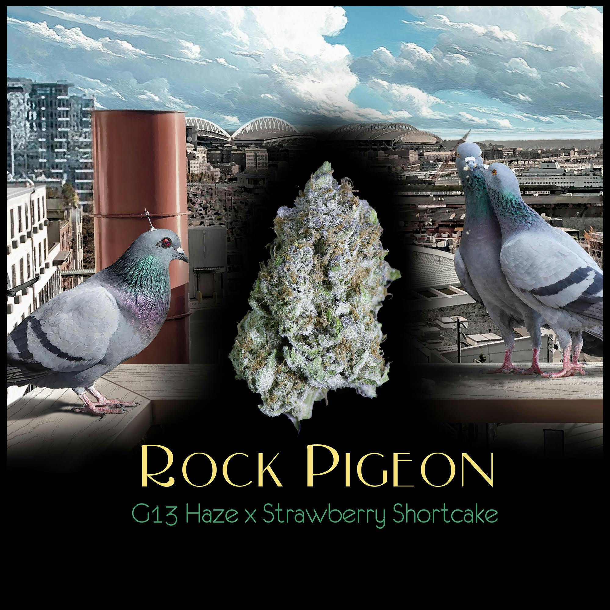 Rock Pigeon
