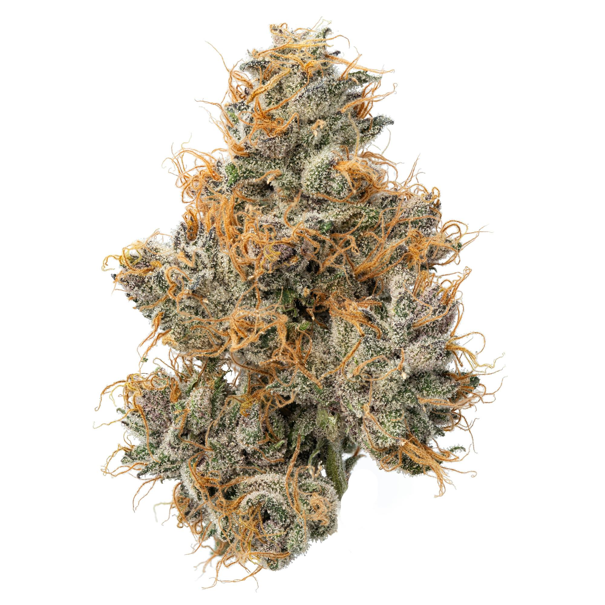High Road : Mango Madness