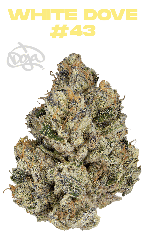 White Dove #43