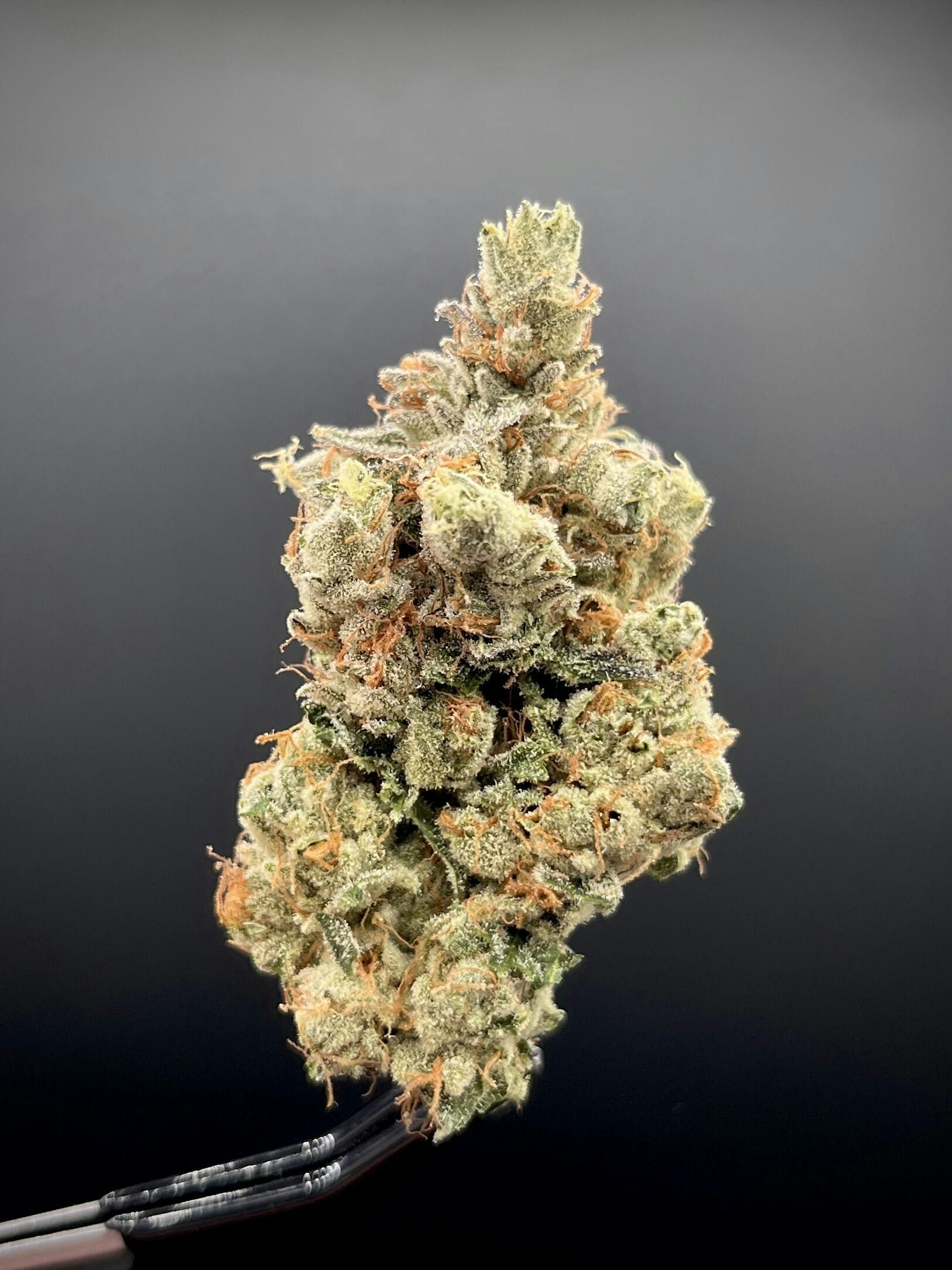Brazen Earthworx - God's Gift #3