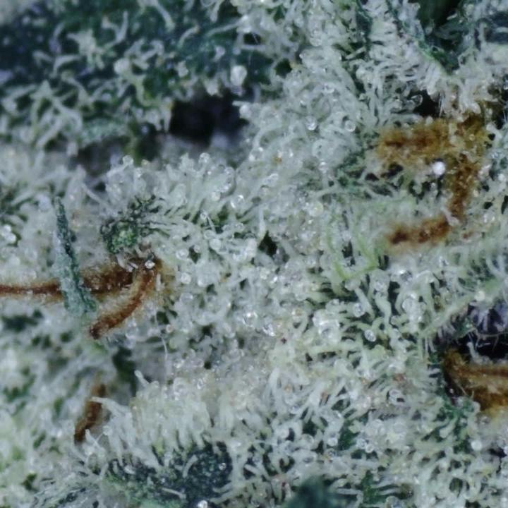 Gold Bars - Loose
