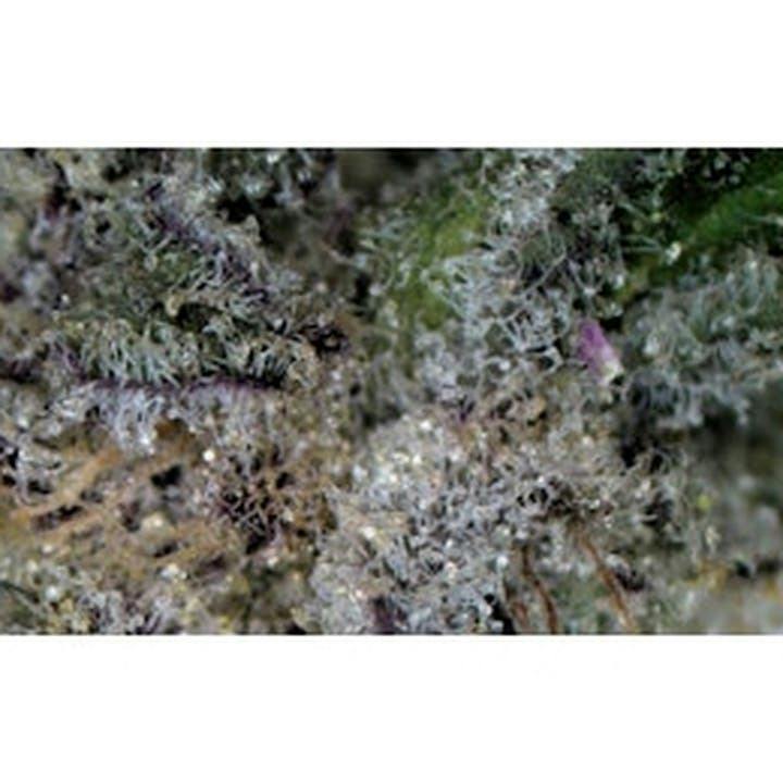 Sugar Mints - Loose at Seed of Life Labs | Great Falls Dispensary