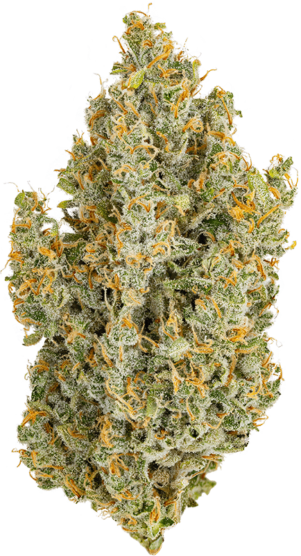 Heirbloom — Durban Poison