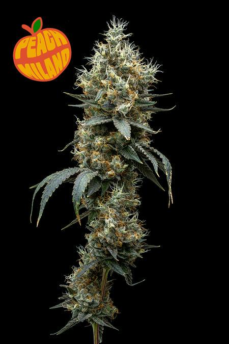 Full Tilt Peach Milano