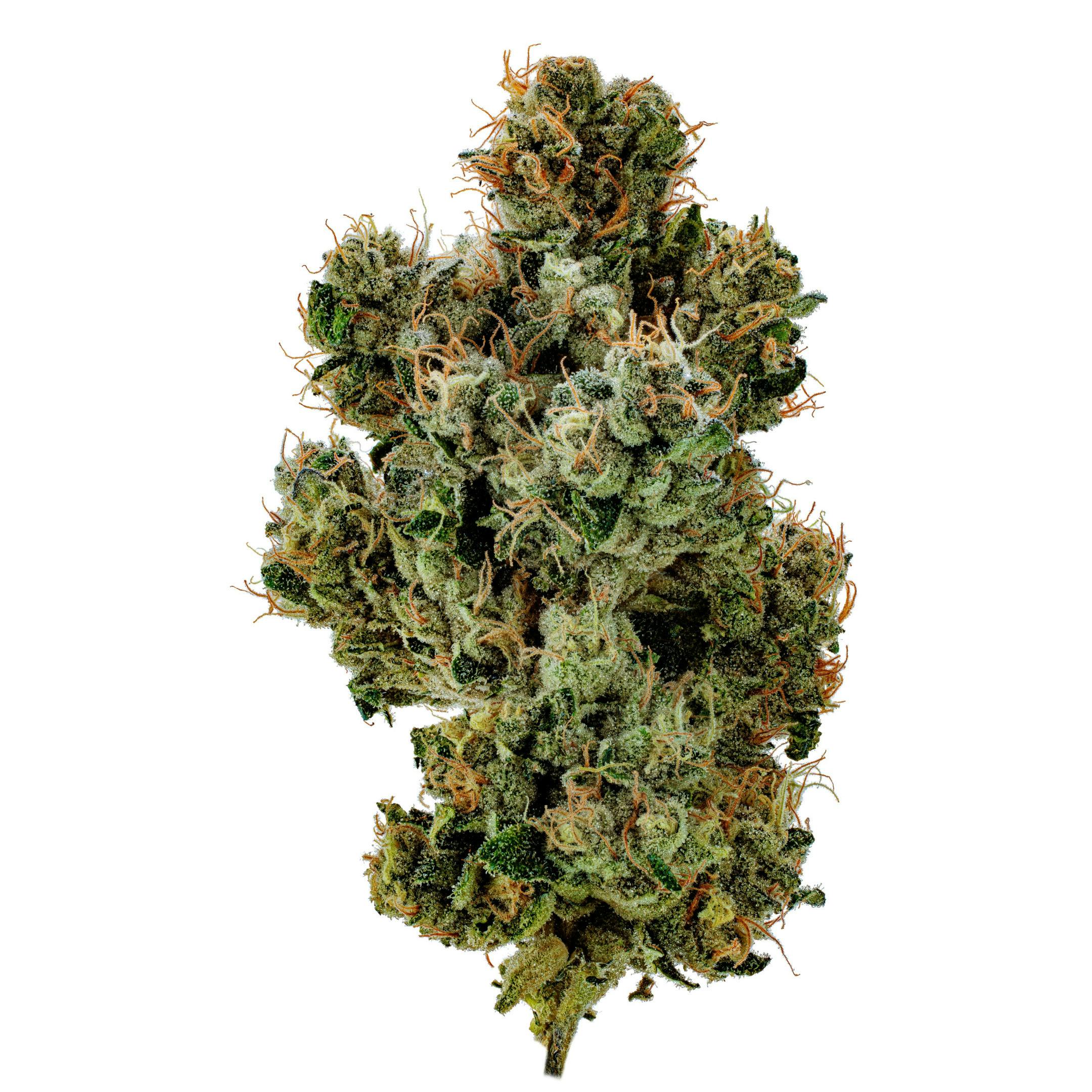 Glass Meadows | Black Maple