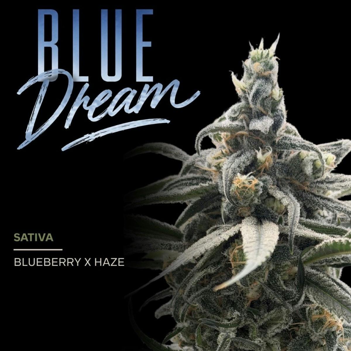 Loud | Blue Dream