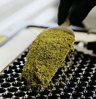 Green Farms - Miracle Alien Cookies SHAKE