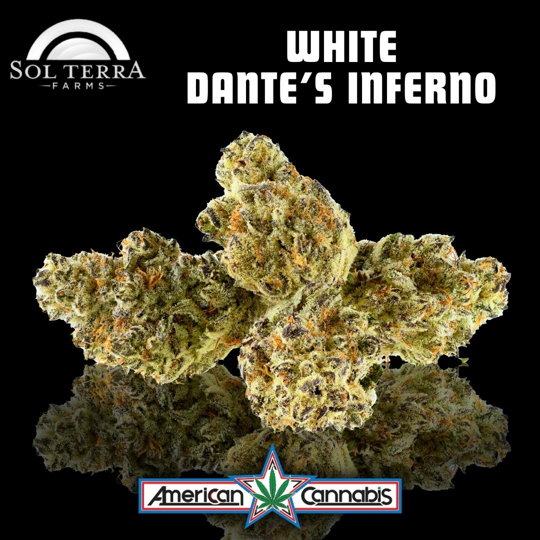 [Flower] Sol Terra White Dante's Inferno 14g [Indica]