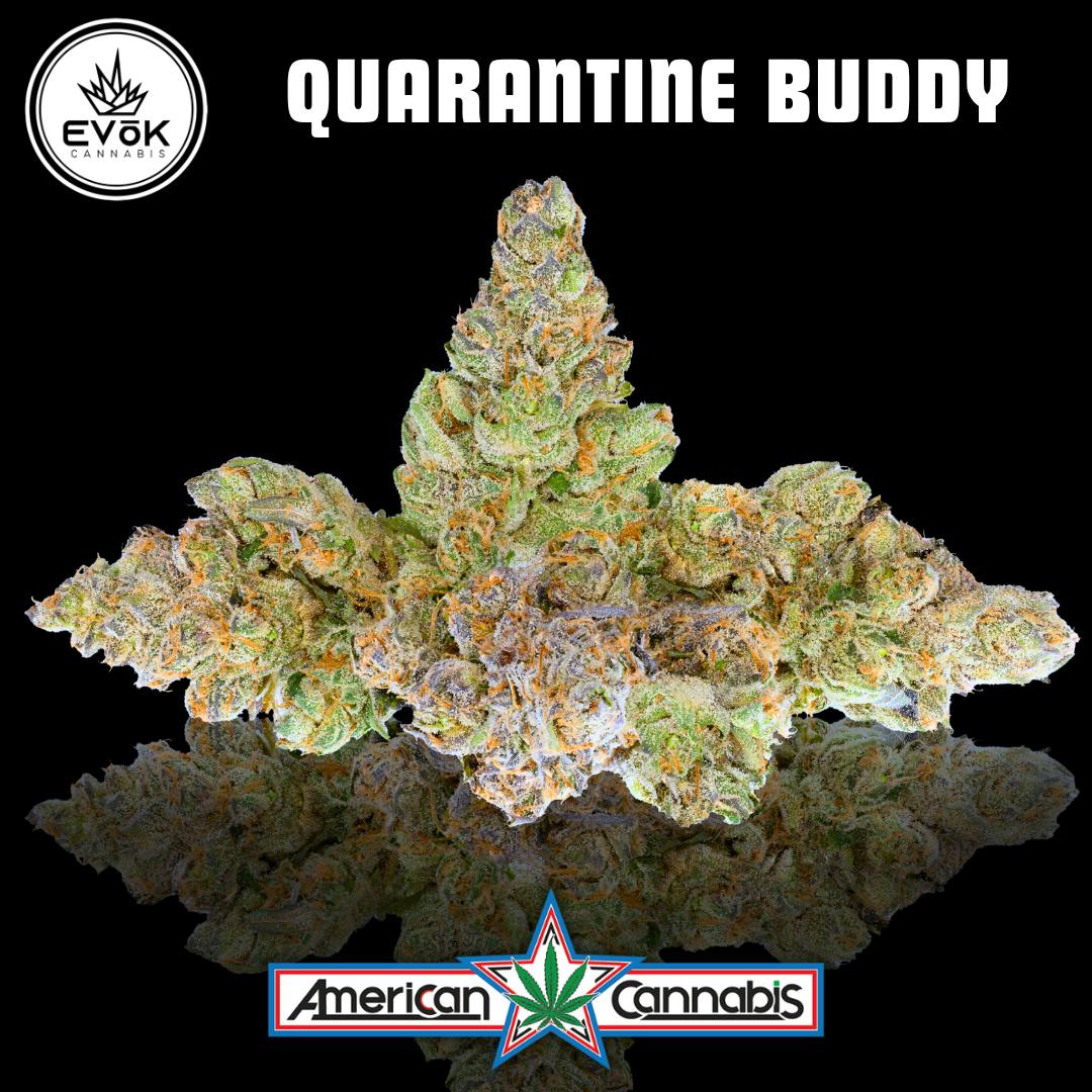 [Flower] EVoK Quarantine Buddy 3.5g [Hybrid]