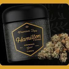 FLOWER | ISLAND OCTANE | 3.5G - 3.5 g