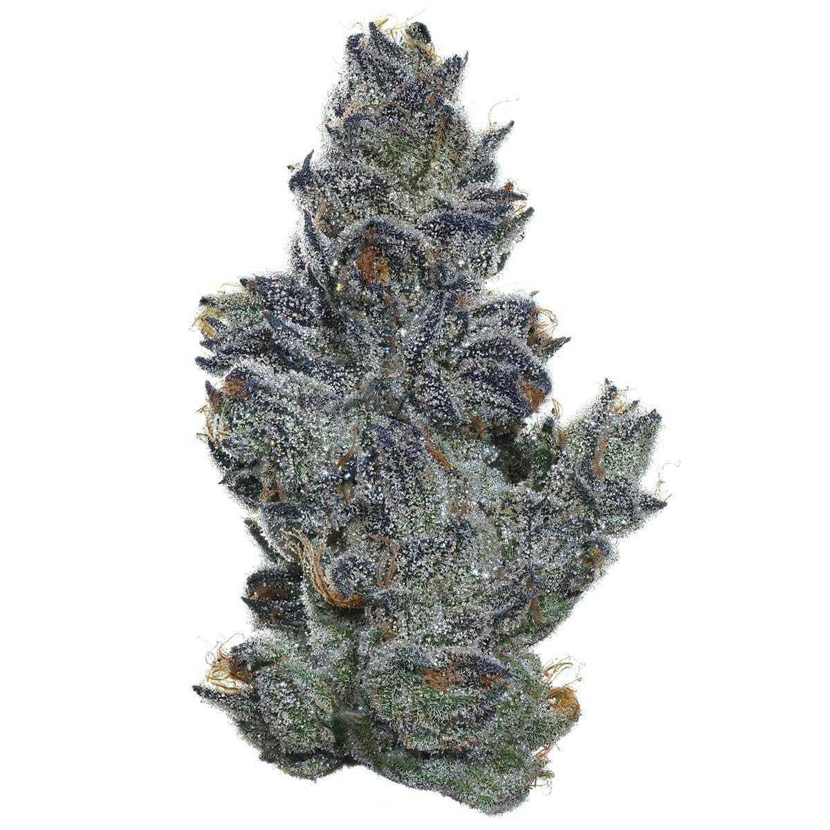 Sour Cherry Pie