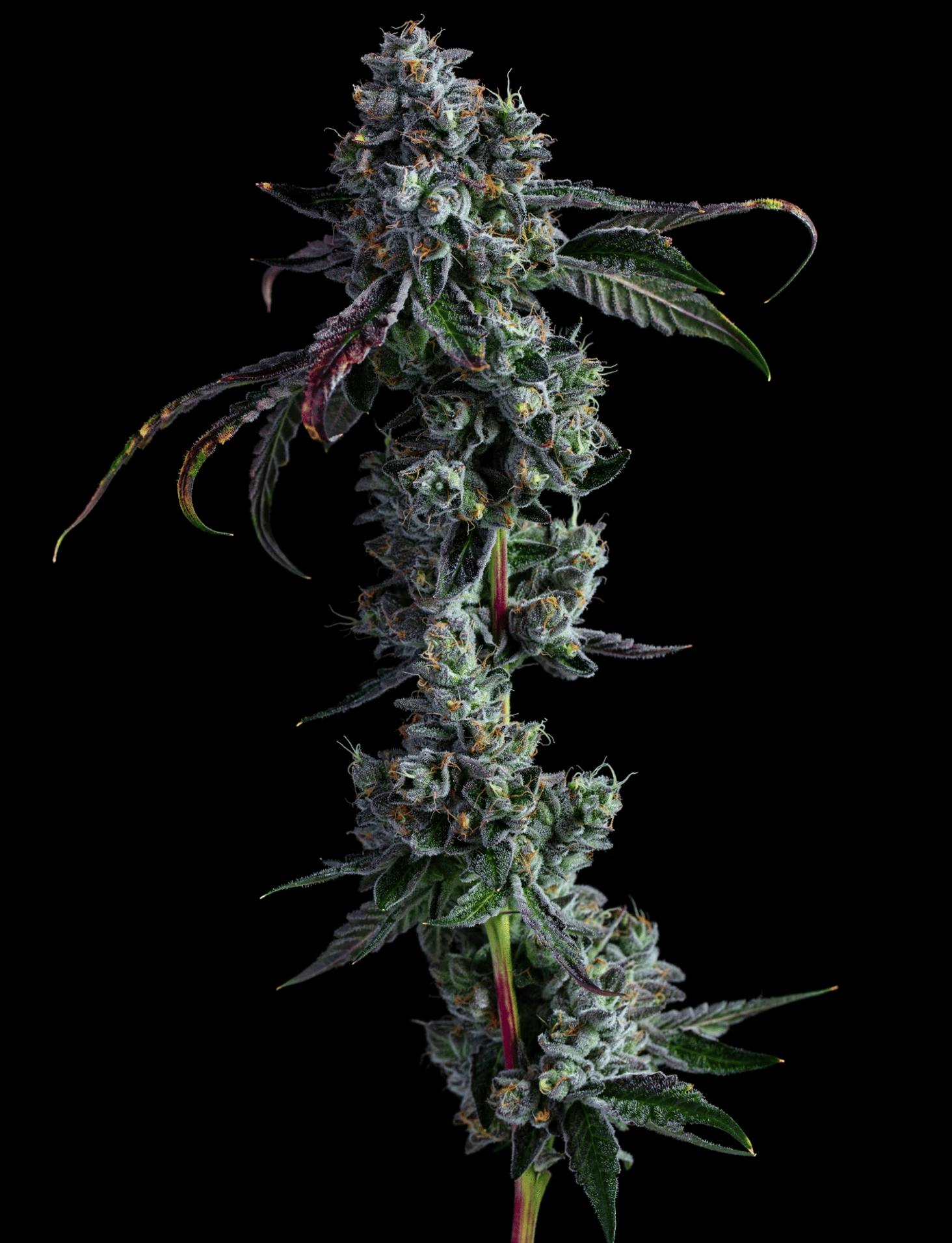 FIG FARMS - — Blue Face