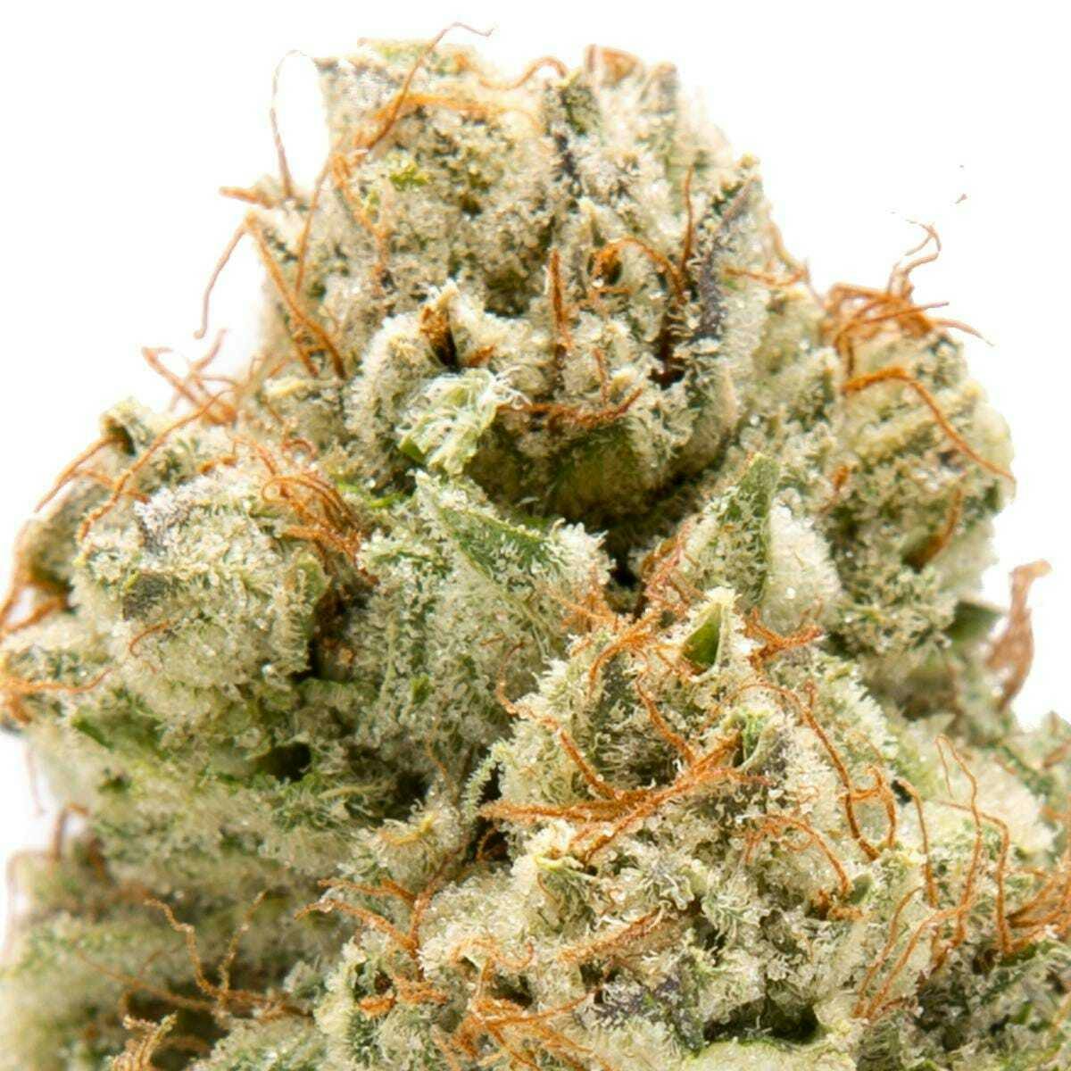 Incognito OG: 1 Item