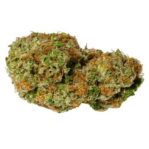 INDICA