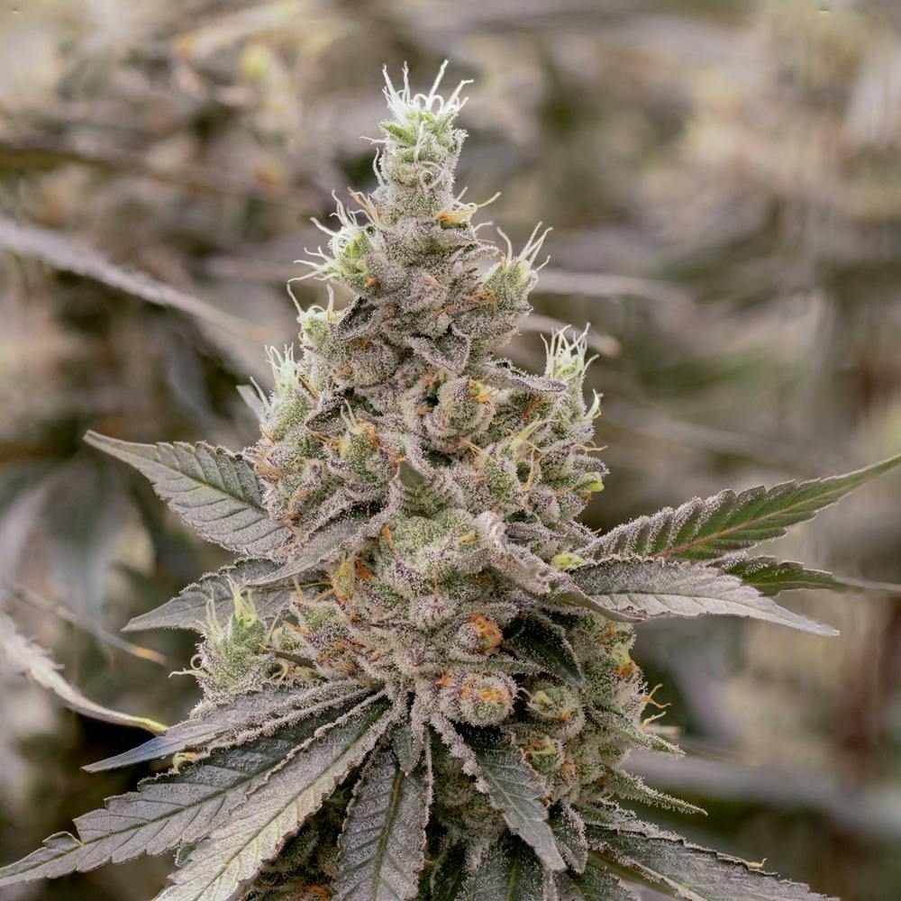 Sol Canna Sherb Pop 7g Smalls