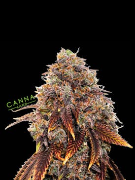 Gelato #41 (Indica) 7g Smalls