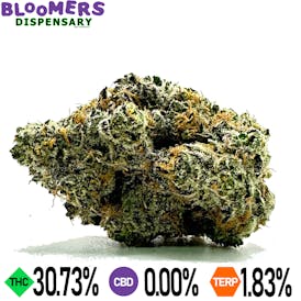 GELATO 33
