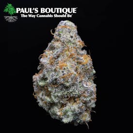 PAUL - Miracle Alien Cookies