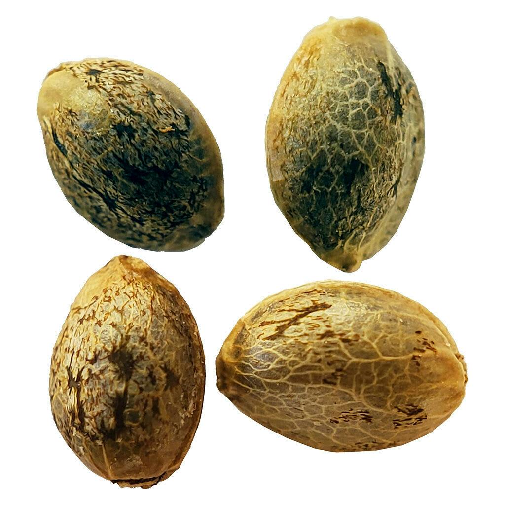 Variety Pack Cannabis Cup Seeds 2 x 2 (4 Pack of Seeds)