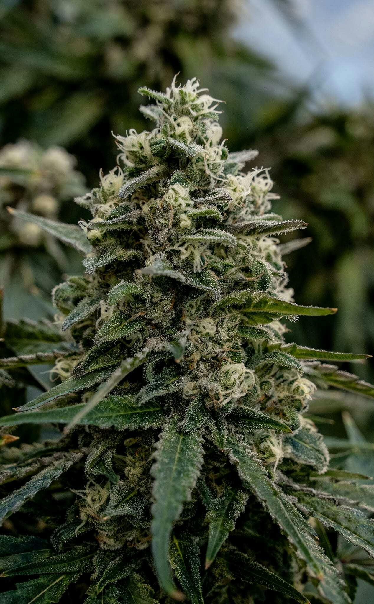 Cherry Tang 28g Dried Flower
