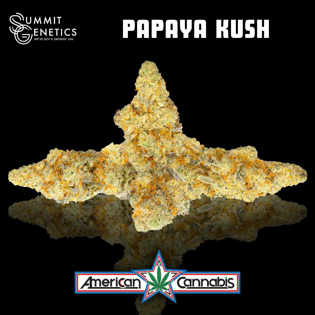 [Flower] Summit Genetics Papaya Kush 14g [Indica]