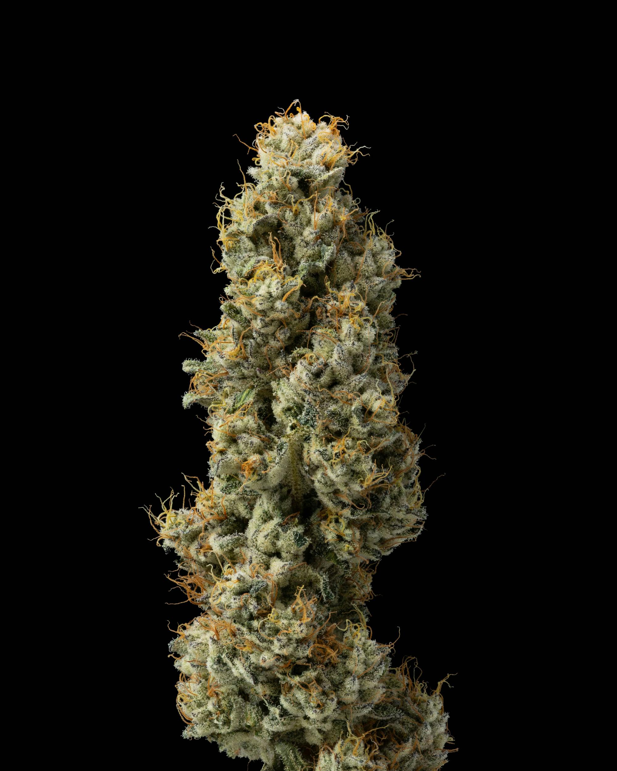 Vargas Farm- Sour Sherbert- In House Flower at Vargas Farm