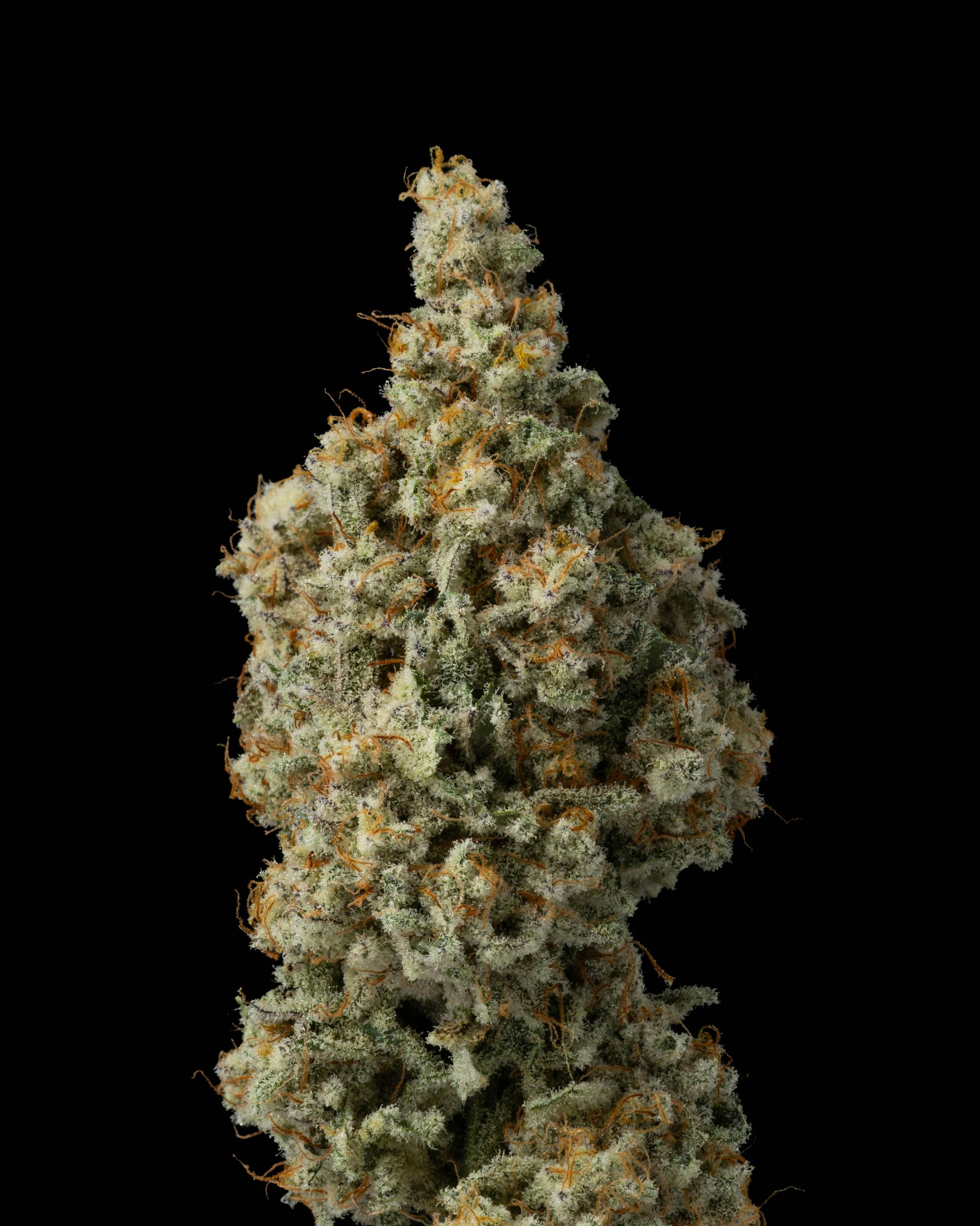 Vargas Farm- Miracle Alien Cookie (MAC)- In House Flower at Vargas Farm