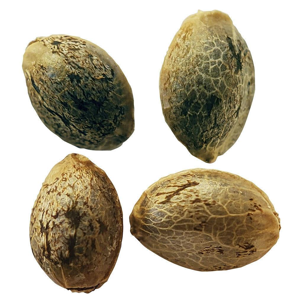 Weathered Islands Timewarp Autoflower Feminized Seeds Multi Pack 4 Pack Seeds