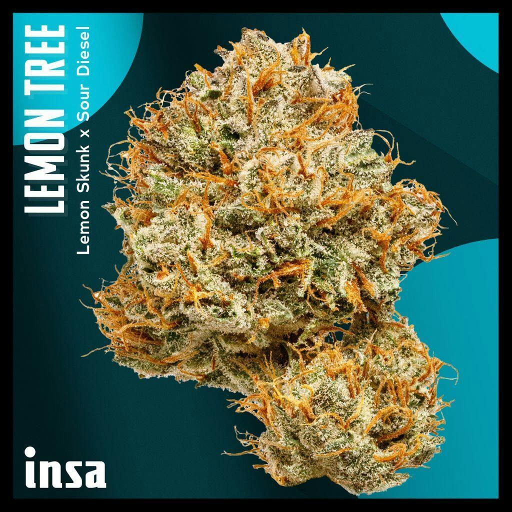 INSA Lemon Tree Whole Flower 28g