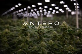 Antero Sciences-Small Bud-Black Garlic (IH)