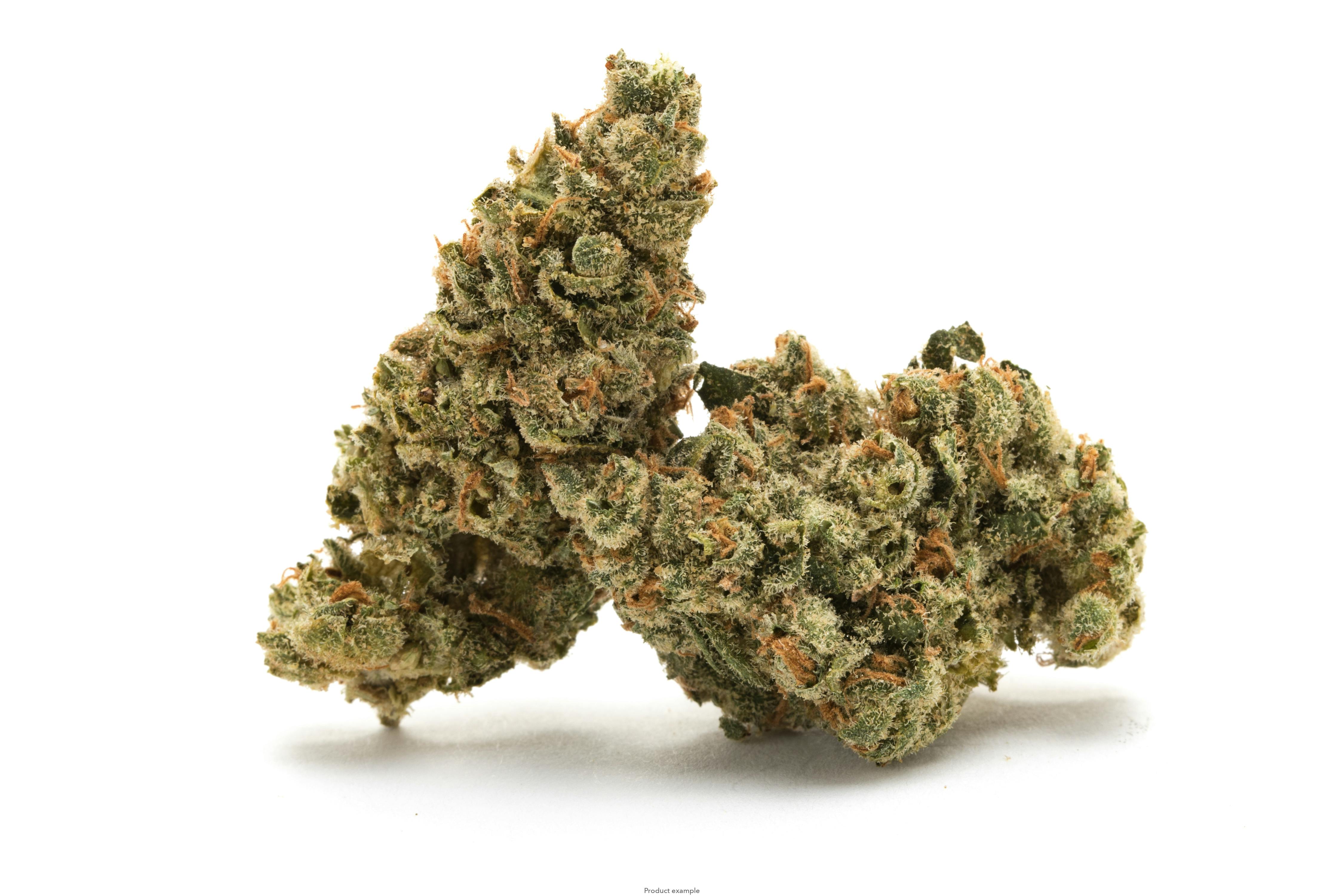 Violet Dreams 7G
