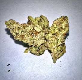 ZUYAQI | HYBRID | GREEN FUEGO | FLOWER