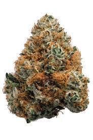 Cream Pop | Freedom Green Farms | Bulk Flower