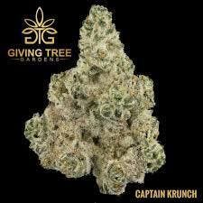 Orange Pop | Giving Tree Gardens | Bulk Flower