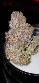 Black Magic | Freedom Green Farms | Bulk Flower