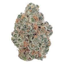 Santa's Stash | Freedom Green | Bulk Flower