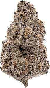 Candy Cream Puff | BAMN | Bulk Flower