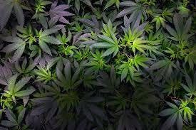Cherry Marshmallow | Candy Factory | Bulk Flower