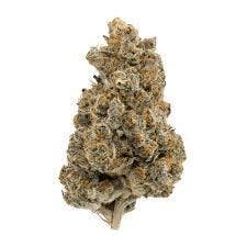 Rainbow Sherbet | Common Citizen | Bulk Flower