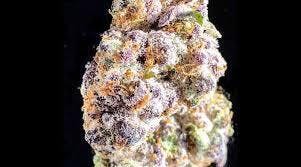 Michigan Cherries | Flwr Pot | Bulk Flower